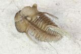 Scarce Cyphaspis Carrolli Trilobite - Oklahoma #104041-2